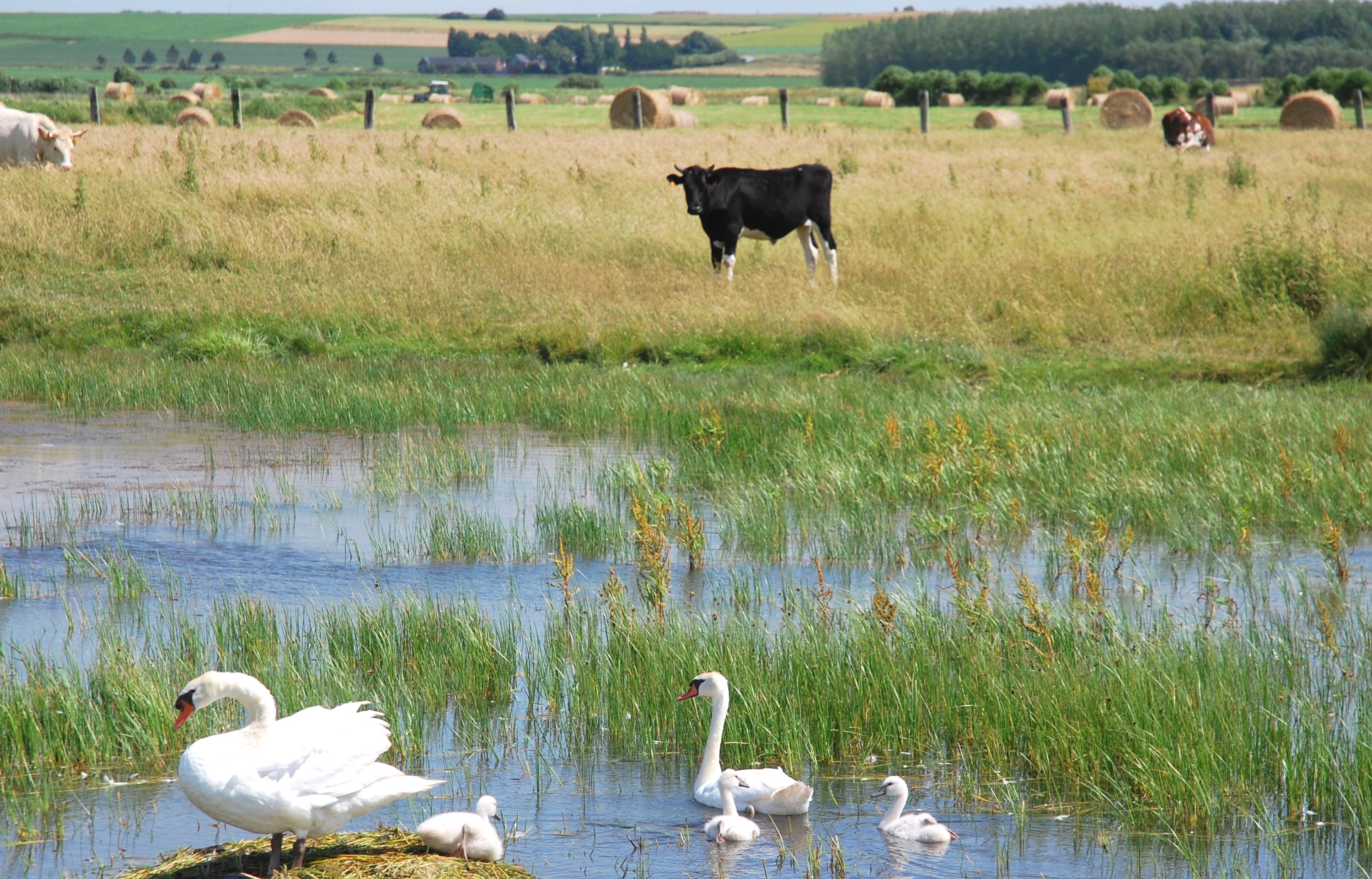 Marais