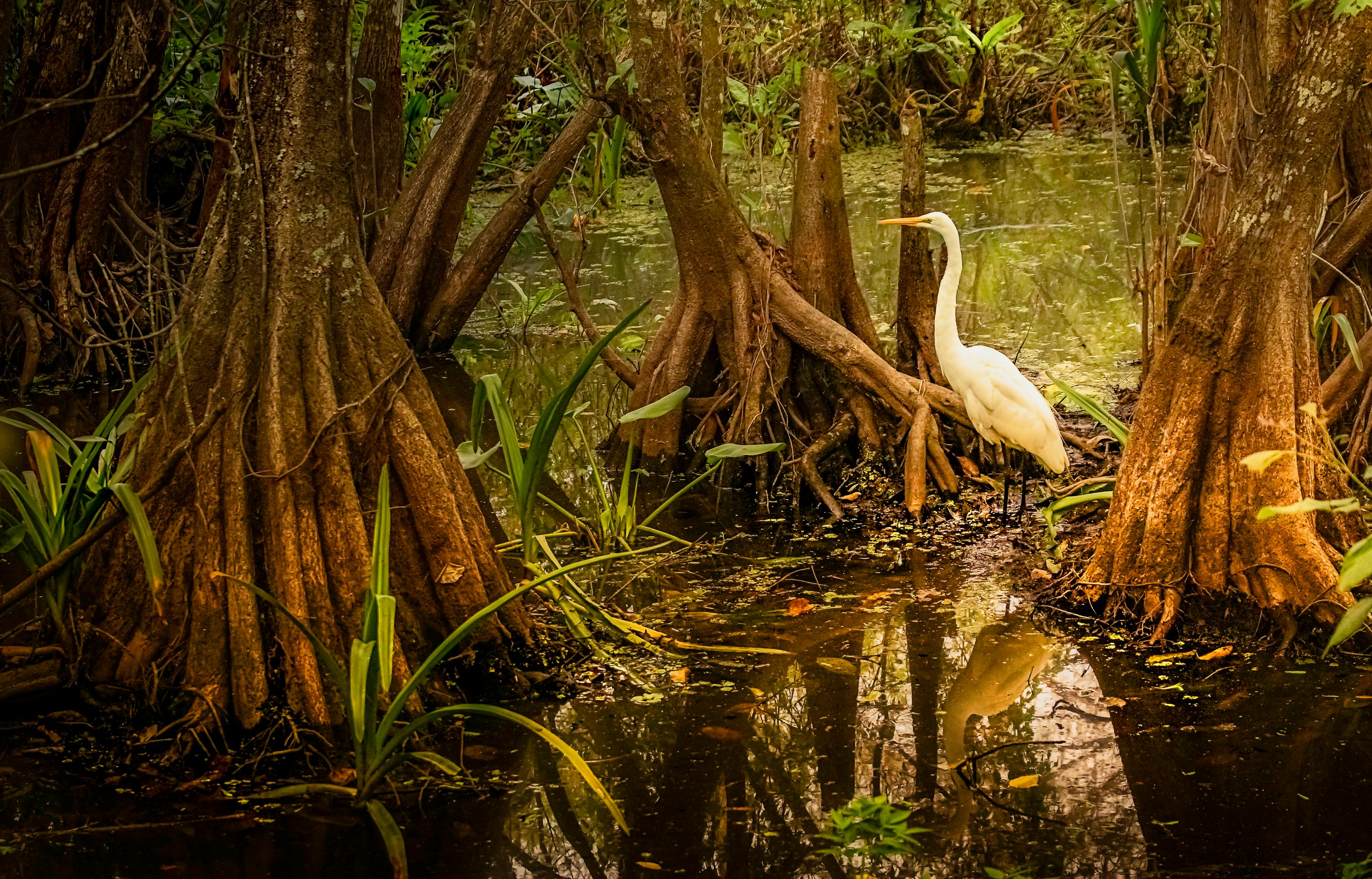 Mangrove